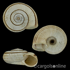 IMG_detallada/Helicella itala.jpg